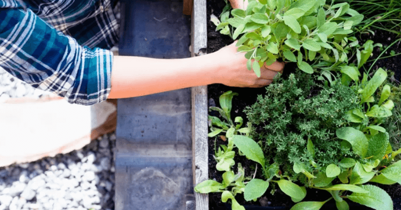 Harvesting greens from a raised garden bed