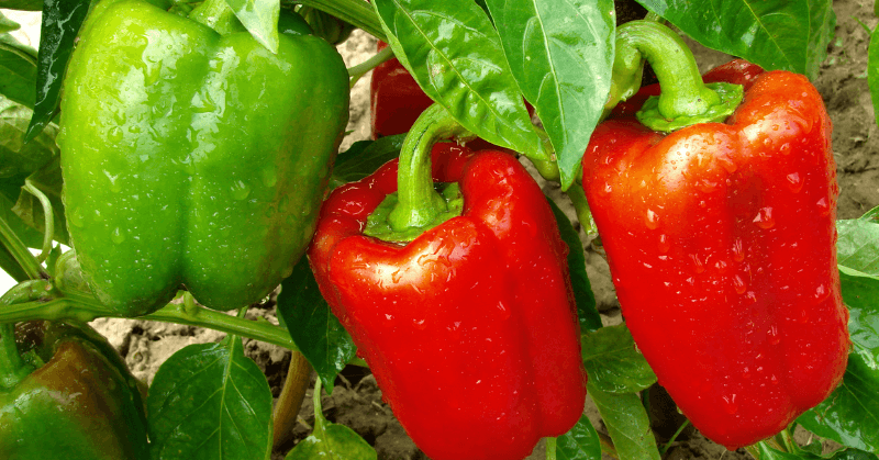 garden bed bell peppers