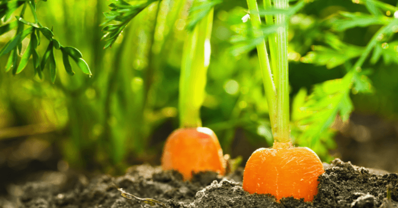 garden bed carrots