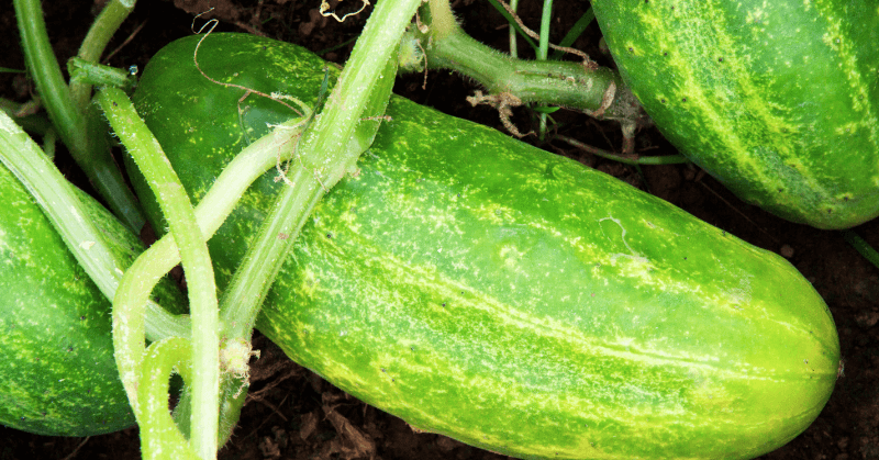 garden bed cucumbers