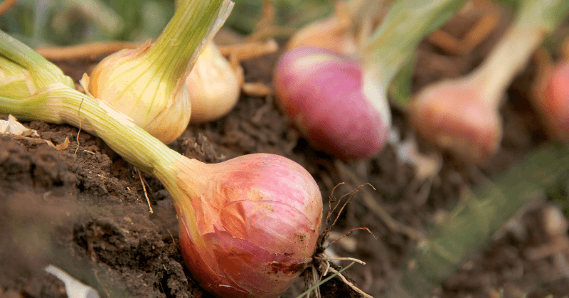 garden bed onions